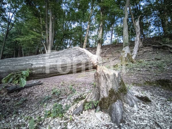 Bobry drzewo zniszczone.jpg - Fonti.pl