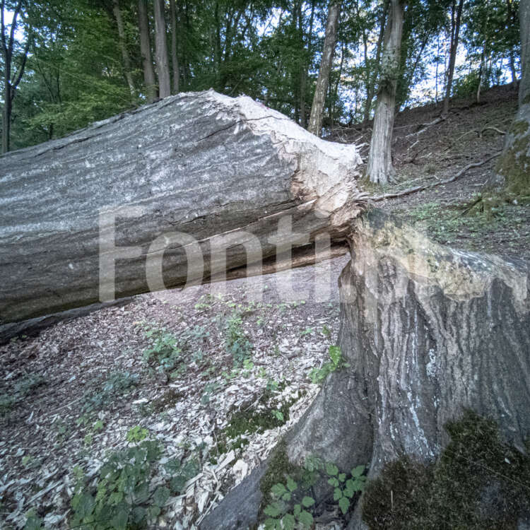 Bobry drzewo.jpg - Fonti.pl