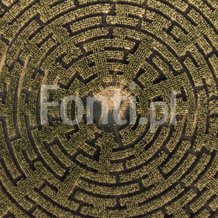 Corn maze.jpg - Fonti.pl