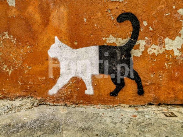 Czarno-biały kot Zadar Chorwacja.jpg - Fonti.pl