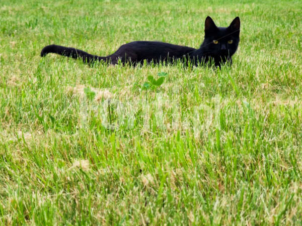 Czarny kot na trawie.jpg - Fonti.pl