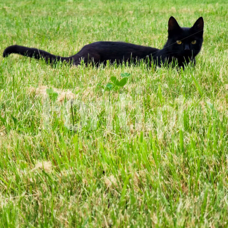 Czarny kot na trawie.jpg - Fonti.pl