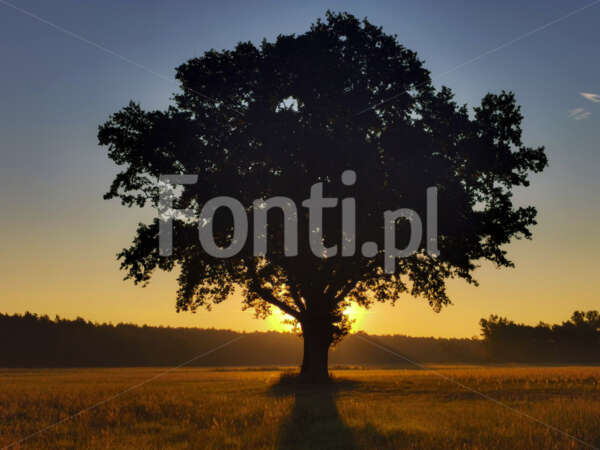 Drzewo o wschodzie słońca.jpg - Fonti.pl
