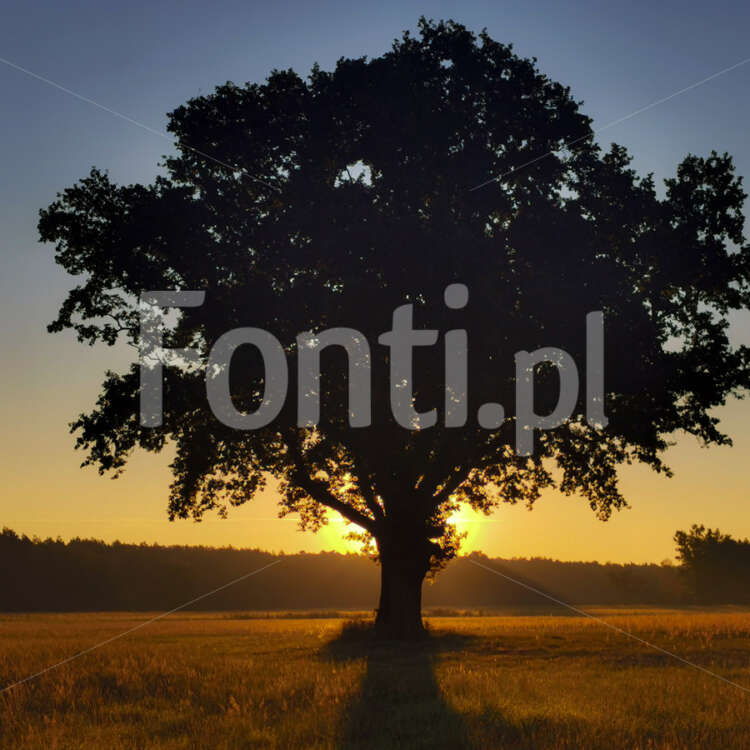 Drzewo o wschodzie słońca.jpg - Fonti.pl