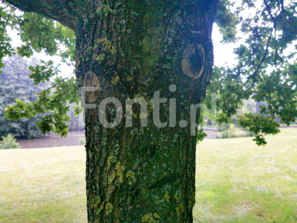 Drzewo z ludzką twarzą.jpg - Fonti.pl