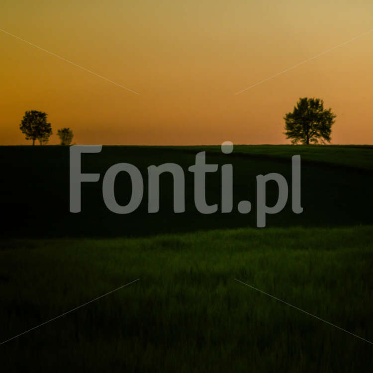 Dwa drzewa i pole okolice Leszna.jpg - Fonti.pl