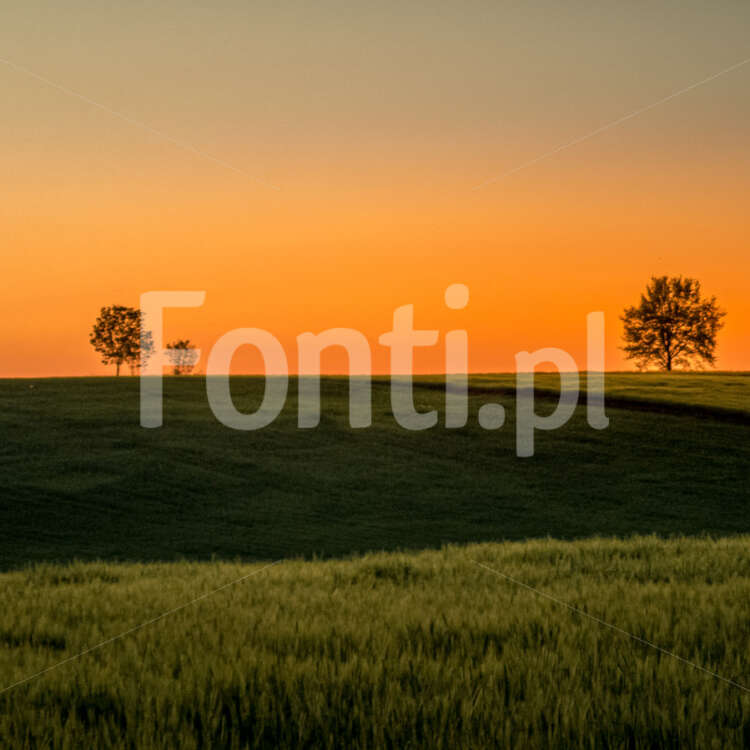 Dwa drzewa zachód słońca okolice Leszna.jpg - Fonti.pl
