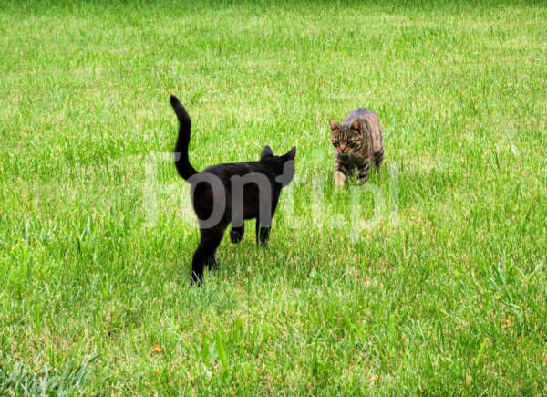 Dwa koty czarny i prążkowany.jpg - Fonti.pl