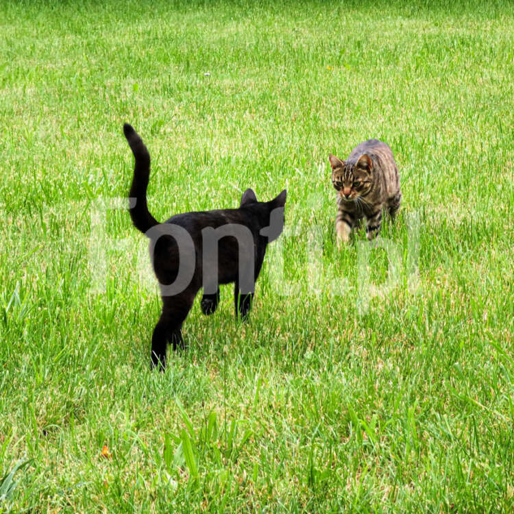 Dwa koty czarny i prążkowany.jpg - Fonti.pl