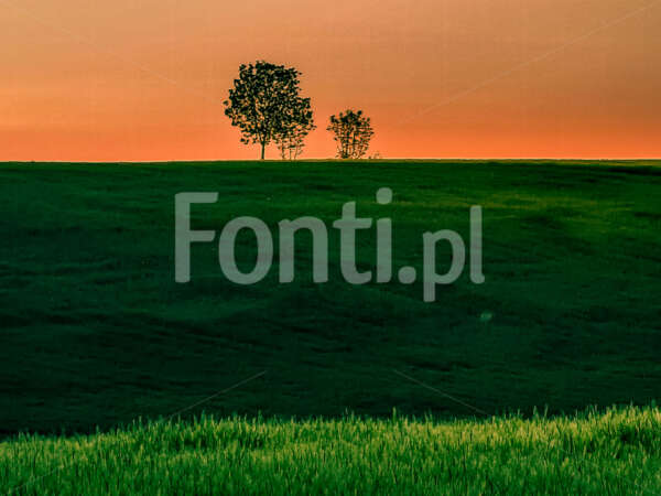 Dwa małe drzewa pejzaż okolice Leszna.jpg - Fonti.pl