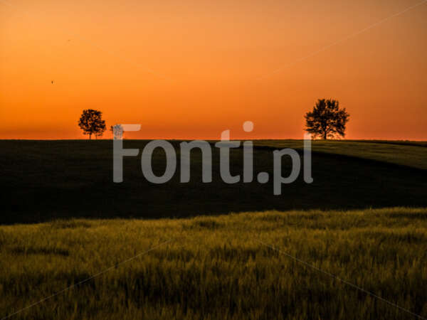 Field trees sunset.jpg - Fonti.pl