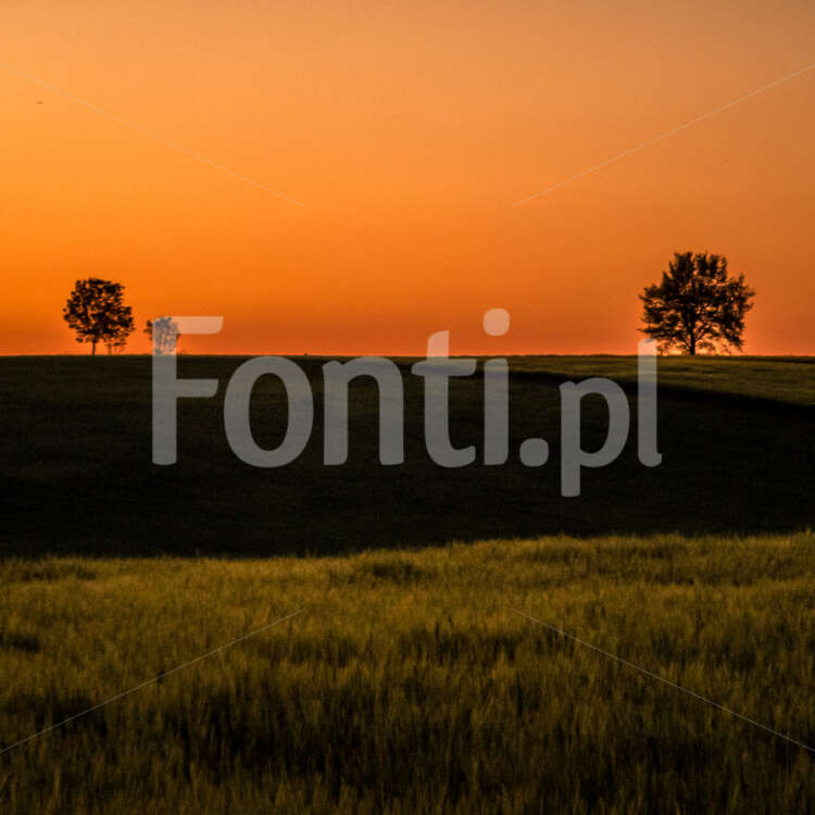 Field trees sunset.jpg - Fonti.pl