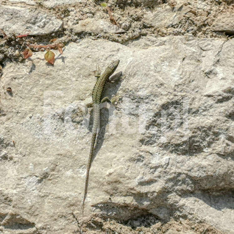 Jaszczurka na murze.jpg - Fonti.pl