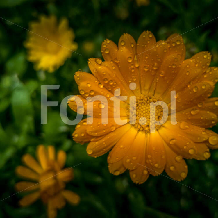 Kwiat Nagietka krople deszczu.jpg - Fonti.pl