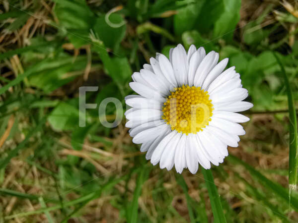 Kwiat rumianek.jpg - Fonti.pl