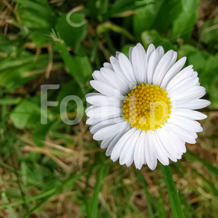 Kwiat rumianek.jpg - Fonti.pl