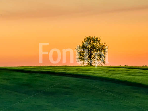 Lonely tree sunset.jpg - Fonti.pl