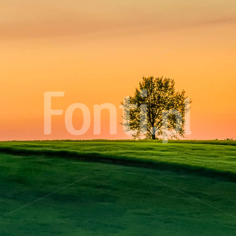 Lonely tree sunset.jpg - Fonti.pl