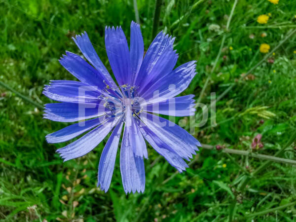 Niebieski kwiat Chaber.jpg - Fonti.pl