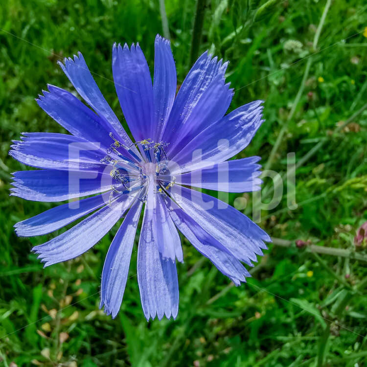 Niebieski kwiat Chaber.jpg - Fonti.pl