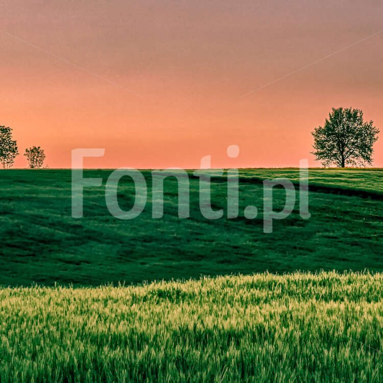 Pole drzewa widok okolice Leszna.jpg - Fonti.pl