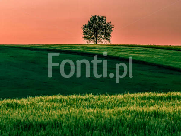Samotne drzewo w polu okolice Leszna.jpg - Fonti.pl