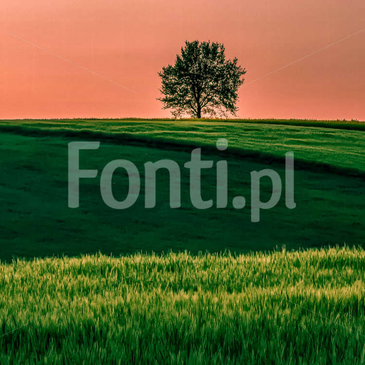 Samotne drzewo w polu okolice Leszna.jpg - Fonti.pl