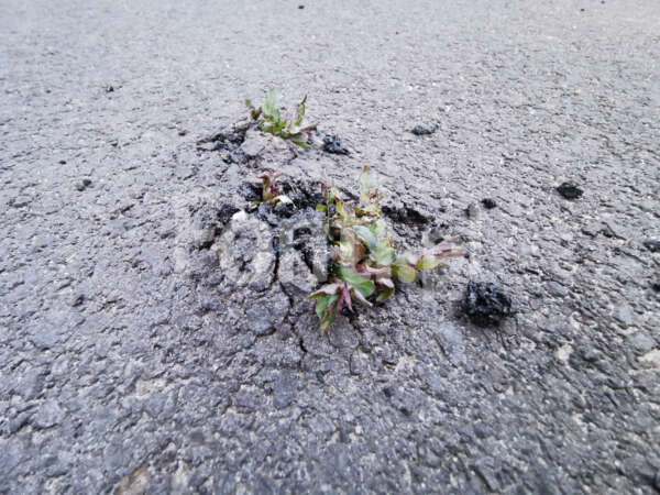 Siła roślin asfalt.jpg - Fonti.pl
