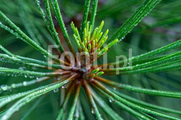 Sosna żółta Pinus ponderosa makro.jpg - Fonti.pl