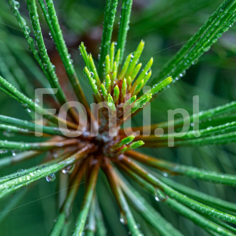 Sosna żółta Pinus ponderosa makro.jpg - Fonti.pl