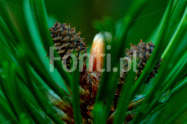 Sosna żółta Pinus ponderosa z bliska.jpg - Fonti.pl