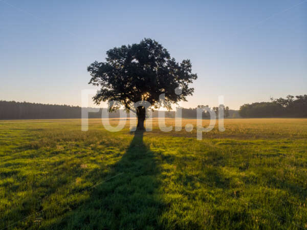 Sunrise oak trees.jpg - Fonti.pl