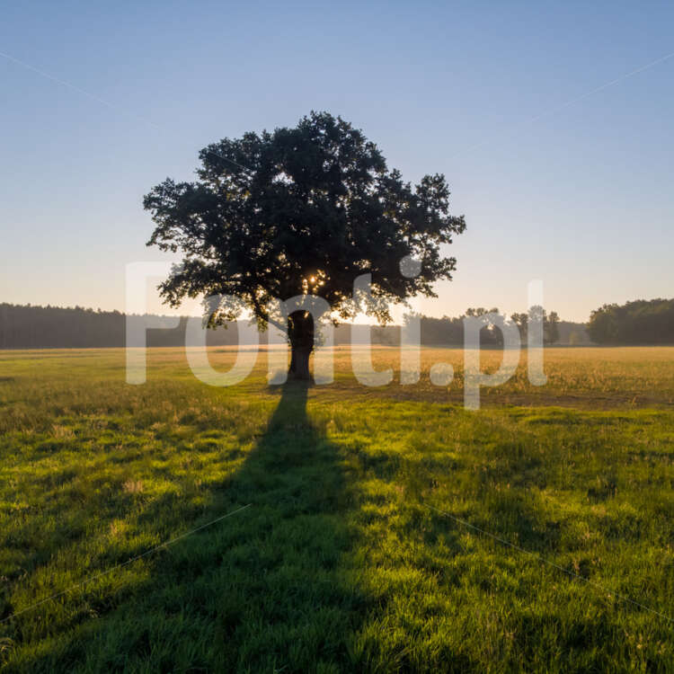 Sunrise oak trees.jpg - Fonti.pl
