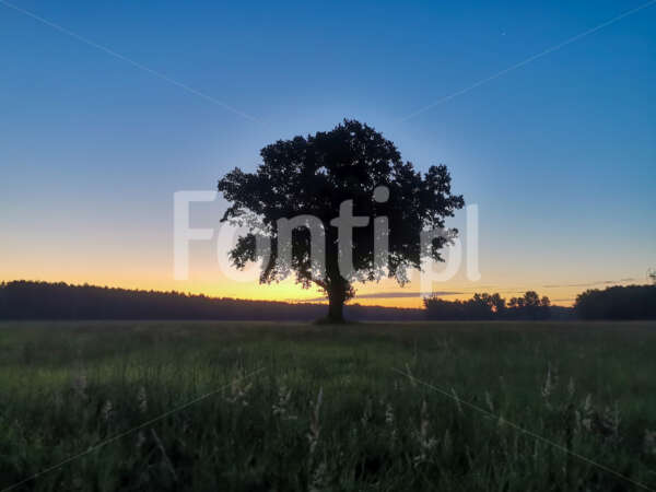 Sunrise oak.jpg - Fonti.pl