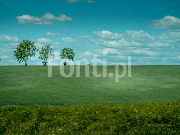 Trzy drzewa i pole okolice Leszna.jpg - Fonti.pl
