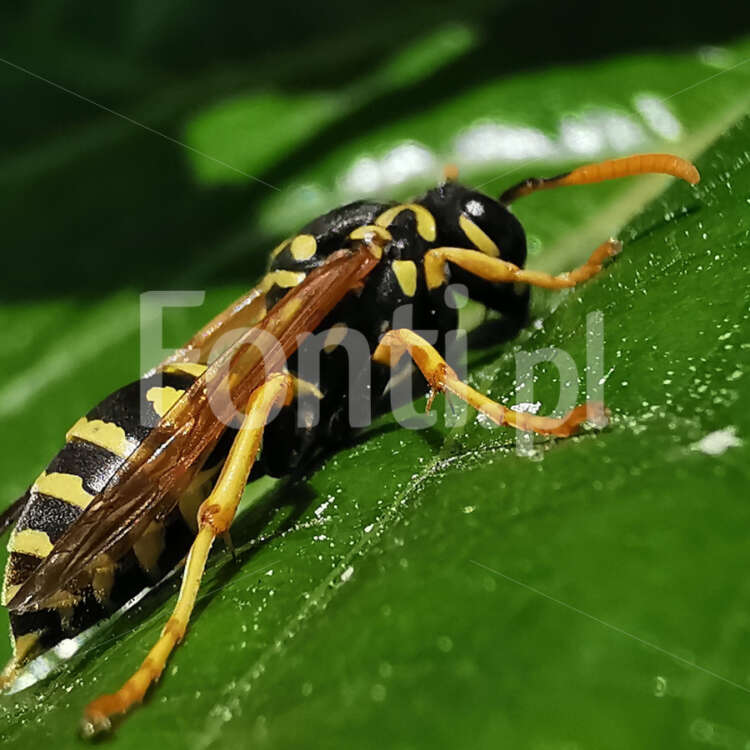 Wasp macro.jpg - Fonti.pl