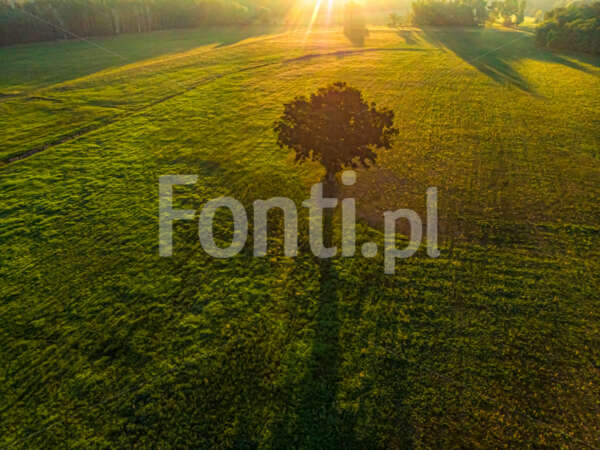 Wschód słońca nad łąką w Górznie Gmina Krzemieniewo.jpg - Fonti.pl