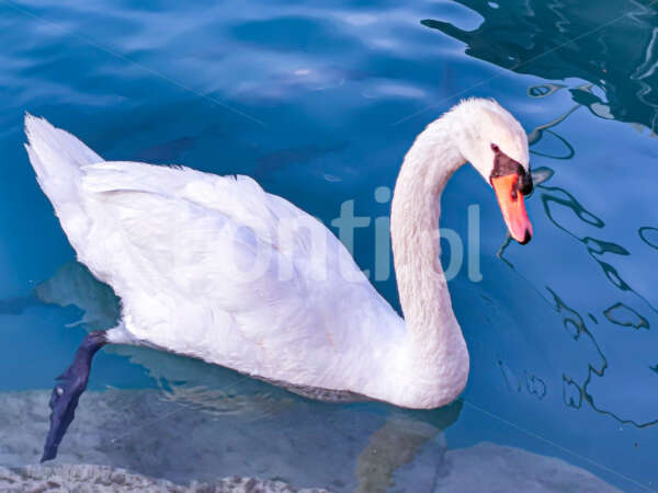 abędź swan woda water.jpg - Fonti.pl