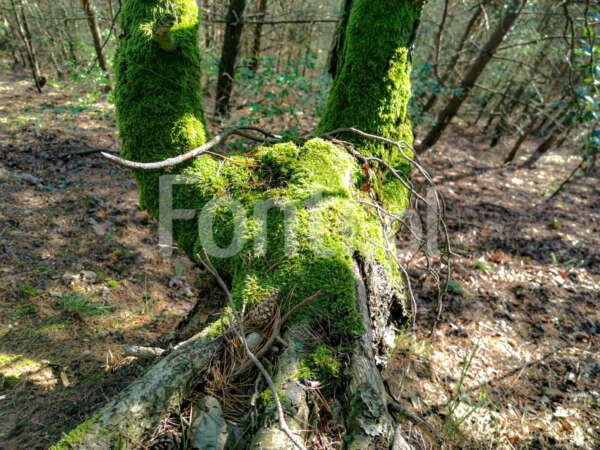 Mech na drzewie.jpg - Fonti.pl