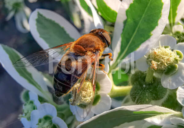 Pszczoła na liściach.jpg - Fonti.pl