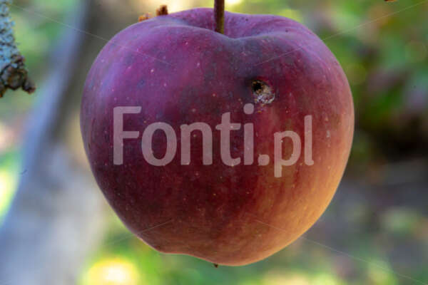 Robaczywe jabłko Starking.jpg - Fonti.pl