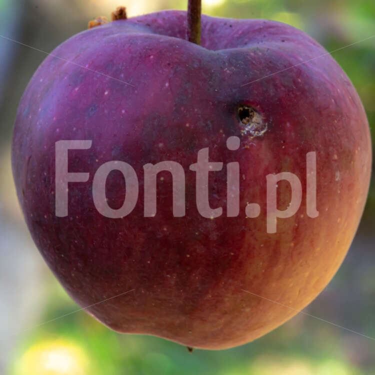 Robaczywe jabłko Starking.jpg - Fonti.pl
