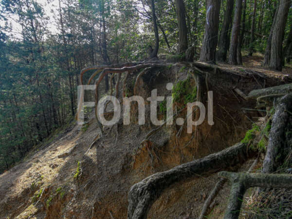 Wymyte korzenie drzew.jpg - Fonti.pl