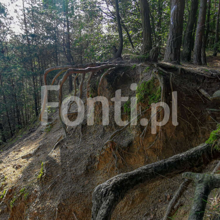 Wymyte korzenie drzew.jpg - Fonti.pl