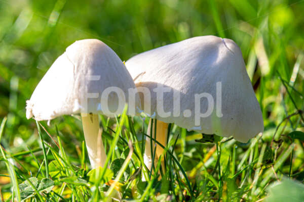 Białe grzyby na trawie.jpg - Fonti.pl