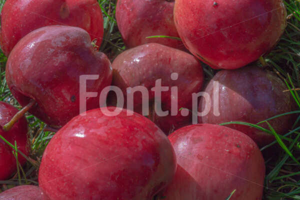 Czerwone jabłka.jpg - Fonti.pl