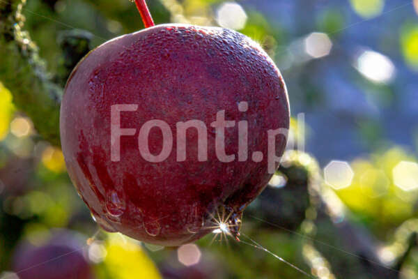 Czerwone jabłko.jpg - Fonti.pl
