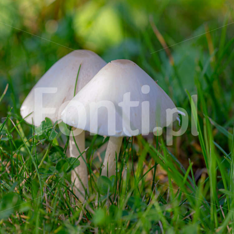 Dwa białe grzyby ogrodowe.jpg - Fonti.pl