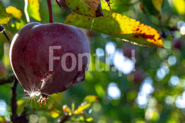Jabłko czerwone.jpg - Fonti.pl
