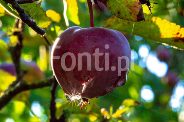 Jabłko starking o poranku.jpg - Fonti.pl